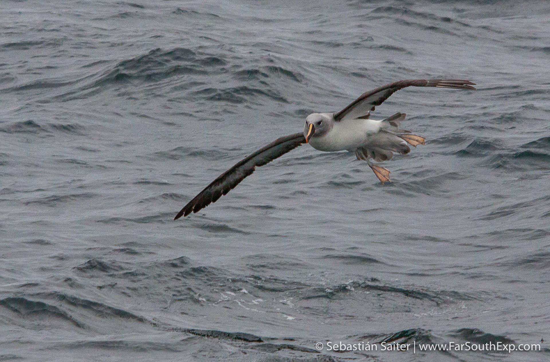 Albatros, piuquenes y símbolos